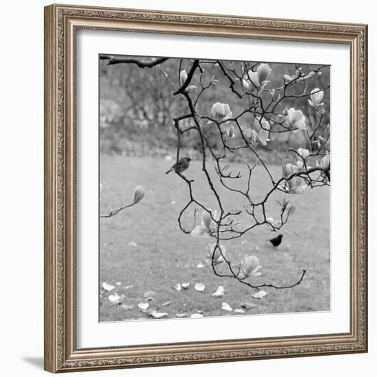 Kew Gardens, Greater London. a Robin Perched on a Twig of a Magnolia in Bloom at Kew Gardens-John Gay-Framed Photographic Print