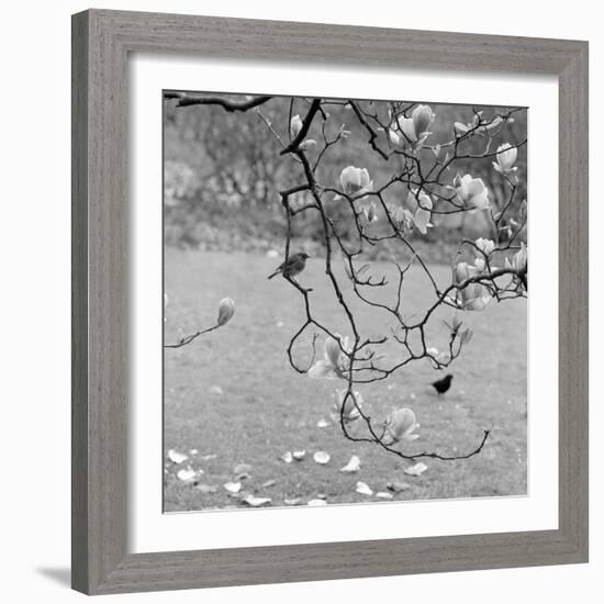 Kew Gardens, Greater London. a Robin Perched on a Twig of a Magnolia in Bloom at Kew Gardens-John Gay-Framed Photographic Print