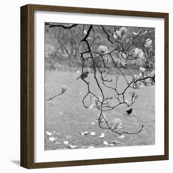 Kew Gardens, Greater London. a Robin Perched on a Twig of a Magnolia in Bloom at Kew Gardens-John Gay-Framed Photographic Print