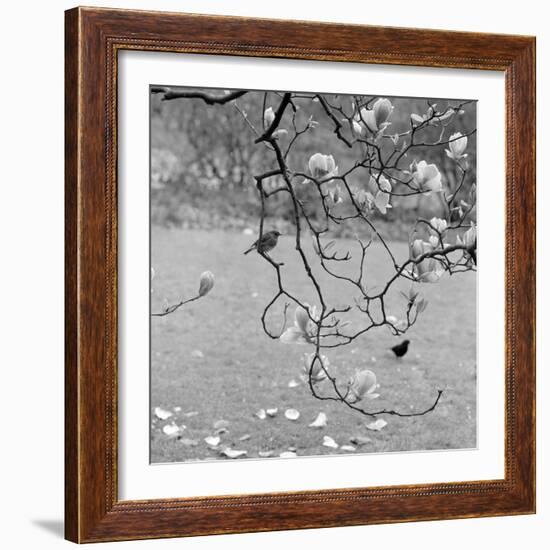 Kew Gardens, Greater London. a Robin Perched on a Twig of a Magnolia in Bloom at Kew Gardens-John Gay-Framed Photographic Print