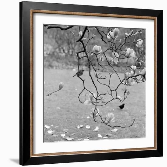 Kew Gardens, Greater London. a Robin Perched on a Twig of a Magnolia in Bloom at Kew Gardens-John Gay-Framed Photographic Print