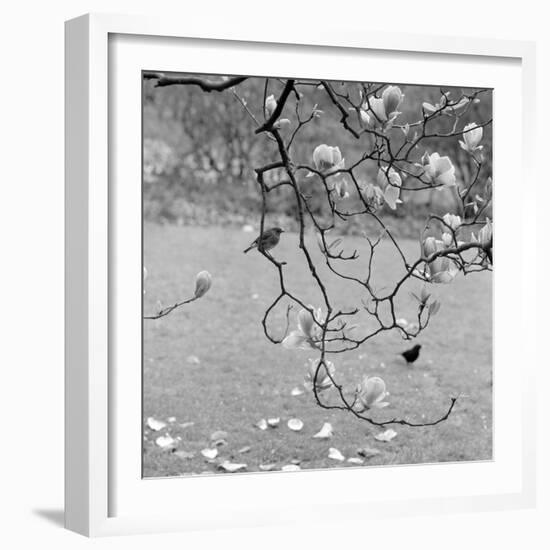Kew Gardens, Greater London. a Robin Perched on a Twig of a Magnolia in Bloom at Kew Gardens-John Gay-Framed Photographic Print