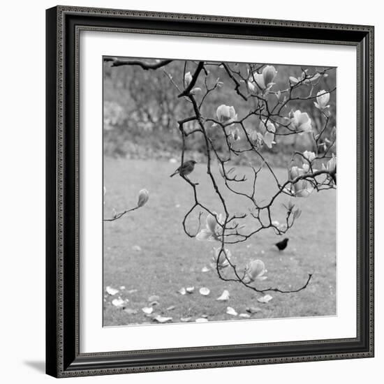 Kew Gardens, Greater London. a Robin Perched on a Twig of a Magnolia in Bloom at Kew Gardens-John Gay-Framed Photographic Print