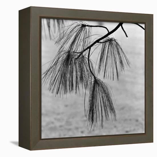 Kew Gardens, Greater London.Twigs and Long Needles on a Pine Tree at Kew Gardens-John Gay-Framed Premier Image Canvas