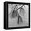 Kew Gardens, Greater London.Twigs and Long Needles on a Pine Tree at Kew Gardens-John Gay-Framed Premier Image Canvas