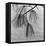 Kew Gardens, Greater London.Twigs and Long Needles on a Pine Tree at Kew Gardens-John Gay-Framed Premier Image Canvas