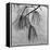 Kew Gardens, Greater London.Twigs and Long Needles on a Pine Tree at Kew Gardens-John Gay-Framed Premier Image Canvas