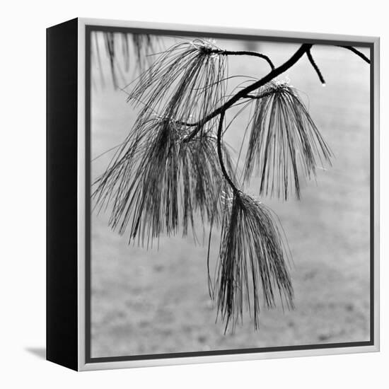Kew Gardens, Greater London.Twigs and Long Needles on a Pine Tree at Kew Gardens-John Gay-Framed Premier Image Canvas