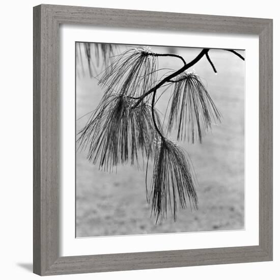 Kew Gardens, Greater London.Twigs and Long Needles on a Pine Tree at Kew Gardens-John Gay-Framed Photographic Print