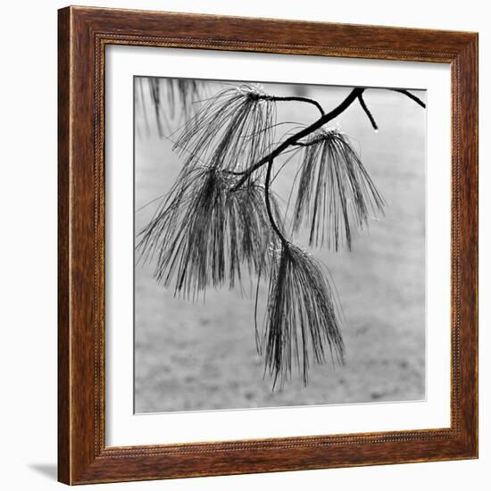 Kew Gardens, Greater London.Twigs and Long Needles on a Pine Tree at Kew Gardens-John Gay-Framed Photographic Print