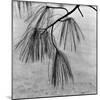 Kew Gardens, Greater London.Twigs and Long Needles on a Pine Tree at Kew Gardens-John Gay-Mounted Photographic Print