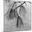 Kew Gardens, Greater London.Twigs and Long Needles on a Pine Tree at Kew Gardens-John Gay-Mounted Photographic Print