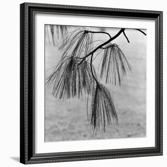 Kew Gardens, Greater London.Twigs and Long Needles on a Pine Tree at Kew Gardens-John Gay-Framed Photographic Print