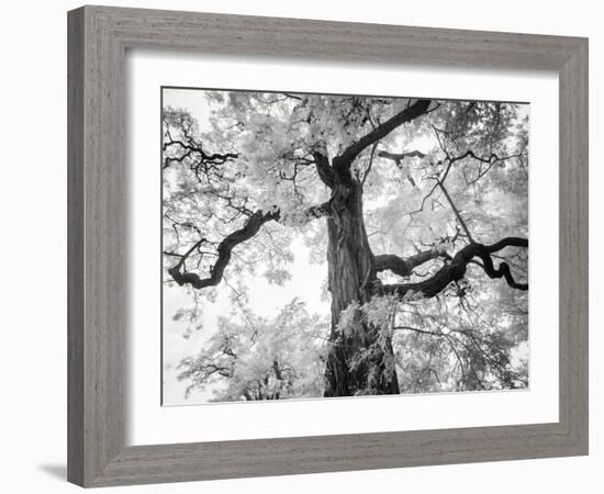 Kew Gardens-Craig Roberts-Framed Photographic Print