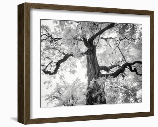 Kew Gardens-Craig Roberts-Framed Photographic Print