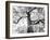 Kew Gardens-Craig Roberts-Framed Photographic Print