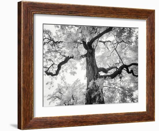 Kew Gardens-Craig Roberts-Framed Photographic Print