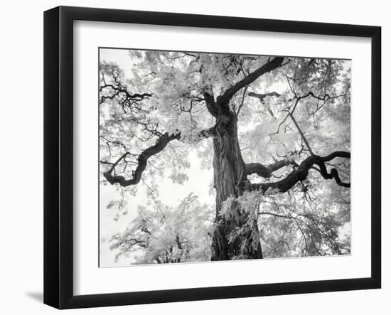 Kew Gardens-Craig Roberts-Framed Photographic Print