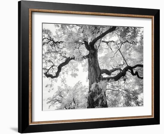 Kew Gardens-Craig Roberts-Framed Photographic Print