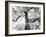 Kew Gardens-Craig Roberts-Framed Photographic Print