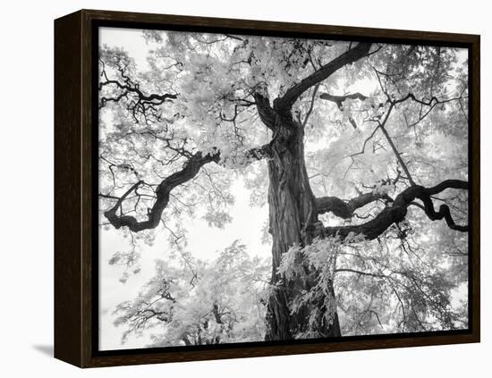 Kew Gardens-Craig Roberts-Framed Premier Image Canvas