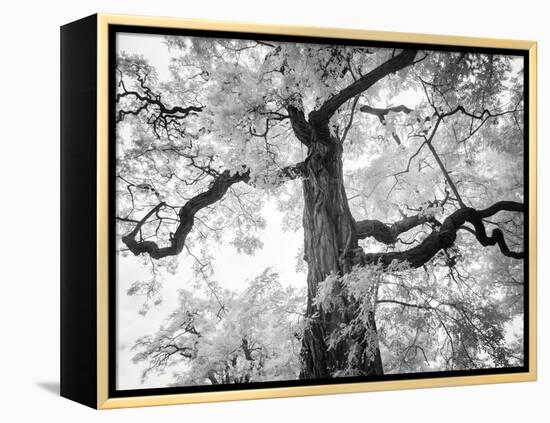 Kew Gardens-Craig Roberts-Framed Premier Image Canvas