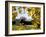 Kew Palm House Autumn 1-Charles Bowman-Framed Photographic Print