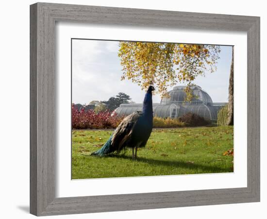 Kew Peacock-Charles Bowman-Framed Photographic Print