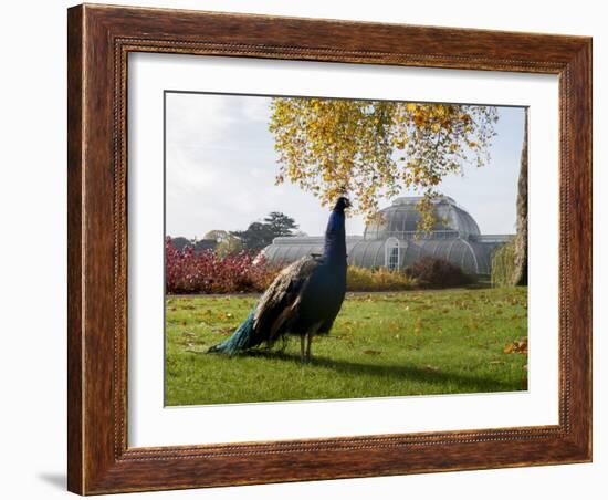 Kew Peacock-Charles Bowman-Framed Photographic Print