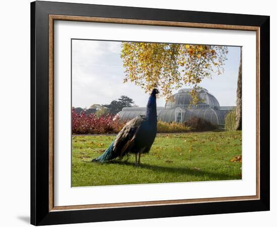 Kew Peacock-Charles Bowman-Framed Photographic Print