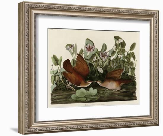 Key West Dove-null-Framed Giclee Print