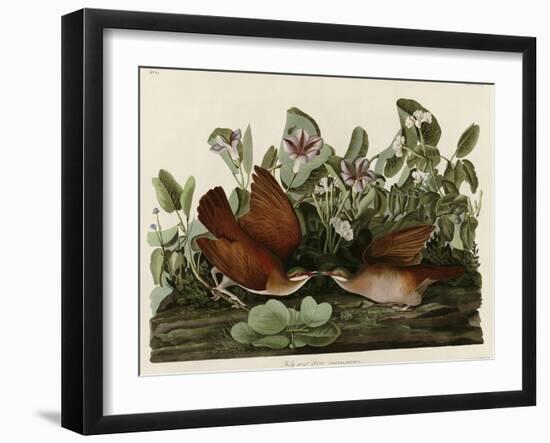 Key West Dove-null-Framed Giclee Print