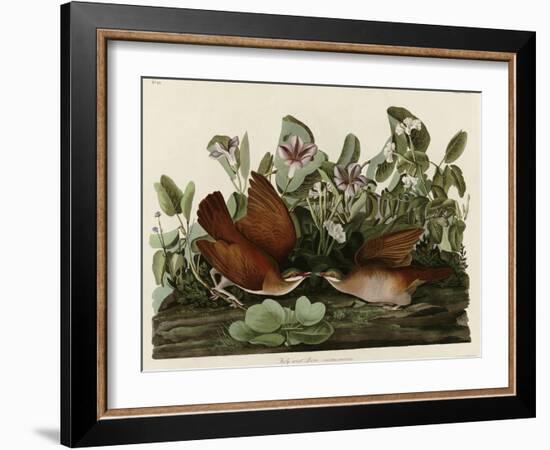 Key West Dove-null-Framed Giclee Print
