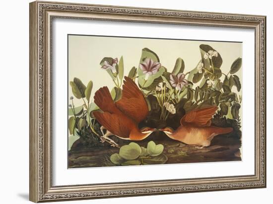 Key-West Dove-John James Audubon-Framed Art Print