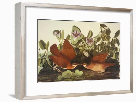 Key-West Dove-John James Audubon-Framed Art Print