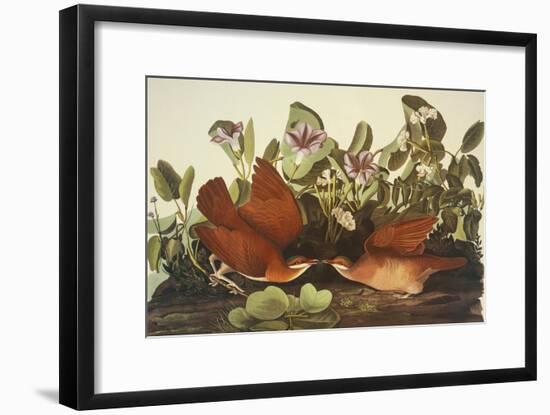 Key-West Dove-John James Audubon-Framed Art Print