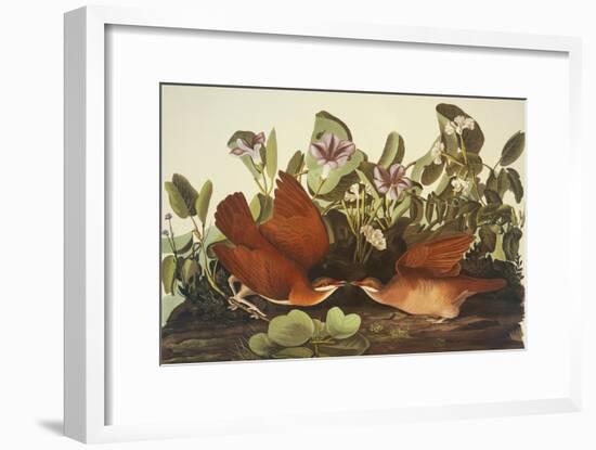 Key-West Dove-John James Audubon-Framed Art Print