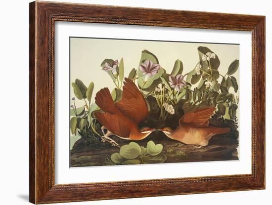 Key-West Dove-John James Audubon-Framed Art Print