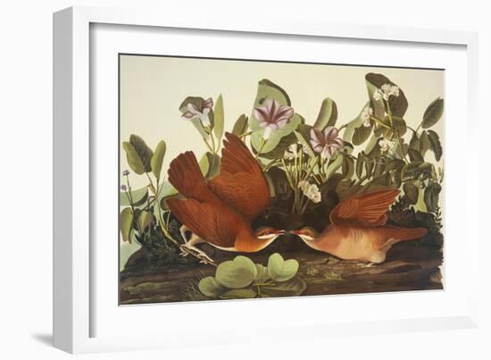Key-West Dove-John James Audubon-Framed Art Print