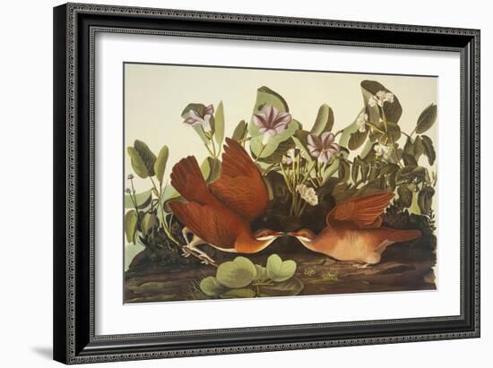 Key-West Dove-John James Audubon-Framed Art Print