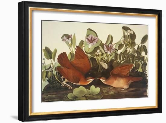 Key-West Dove-John James Audubon-Framed Art Print