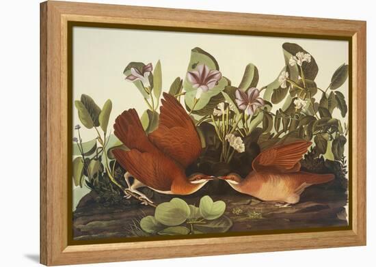 Key-West Dove-John James Audubon-Framed Stretched Canvas