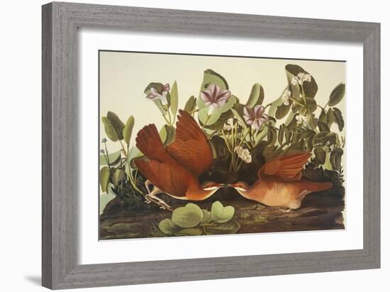 Key-West Dove-John James Audubon-Framed Premium Giclee Print