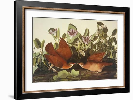 Key-West Dove-John James Audubon-Framed Premium Giclee Print