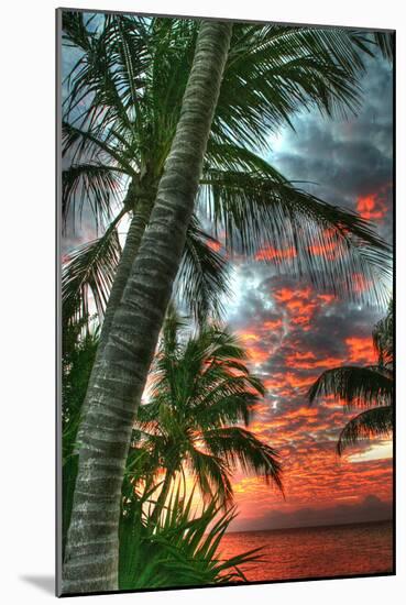 Key West Palm Sunrise Vertical-Robert Goldwitz-Mounted Photographic Print