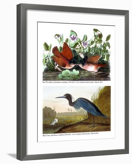 Key West Pigeon and Blue Crane, C.1833-36-John James Audubon-Framed Giclee Print