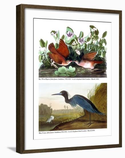 Key West Pigeon and Blue Crane, C.1833-36-John James Audubon-Framed Giclee Print