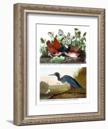 Key West Pigeon and Blue Crane, C.1833-36-John James Audubon-Framed Giclee Print