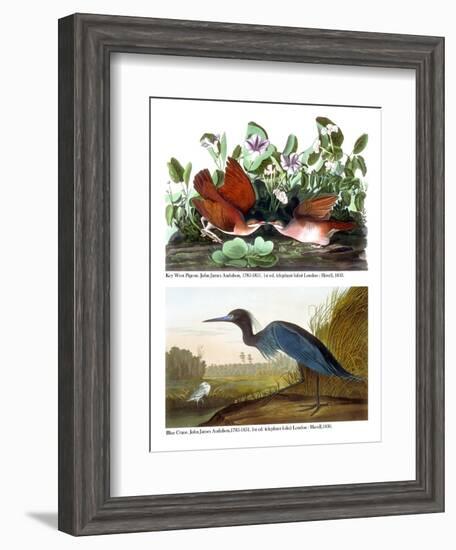 Key West Pigeon and Blue Crane, C.1833-36-John James Audubon-Framed Giclee Print