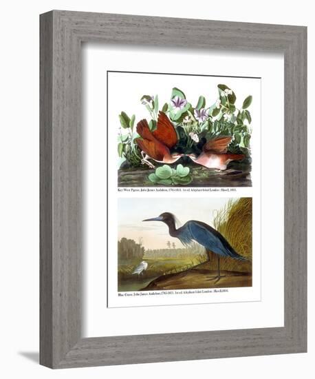 Key West Pigeon and Blue Crane, C.1833-36-John James Audubon-Framed Giclee Print